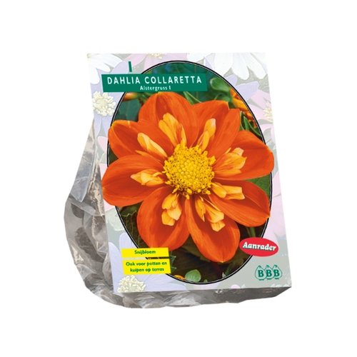 Baltus Dahlia Collarette Alstergruss per 1