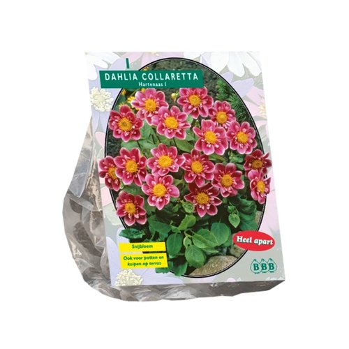 Baltus Dahlia Collarette Hartenaas per 1