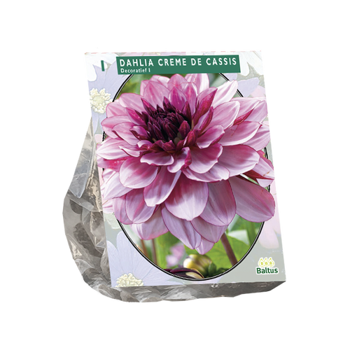 Baltus Dahlia Decoratief Creme de Cassis per 1