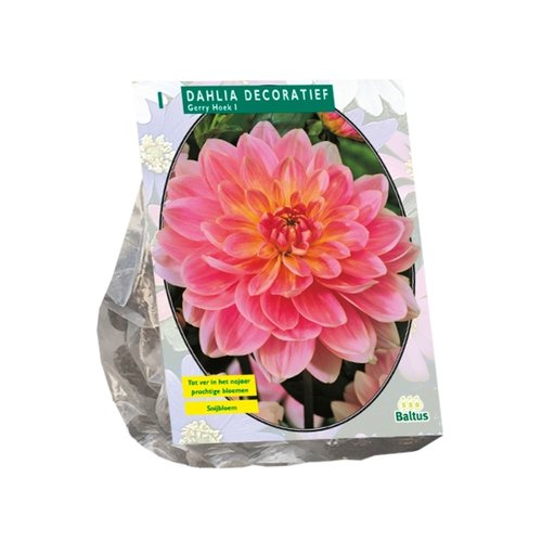 Baltus Dahlia Decoratief Gerry Hoek per 1