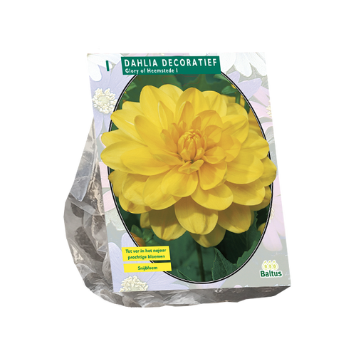 Baltus Dahlia Decoratief Glory of Heemstede per 1