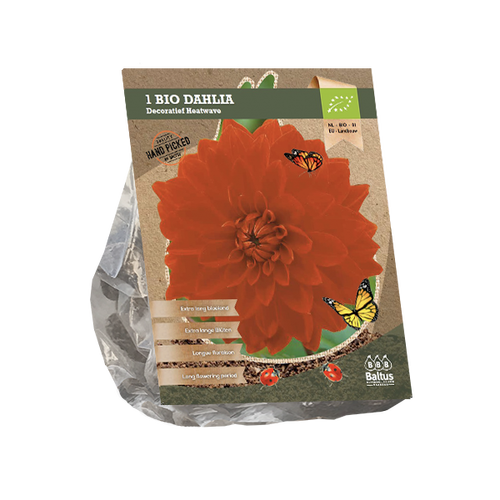 Baltus Dahlia Decoratief Heatwave (Bio) per 1
