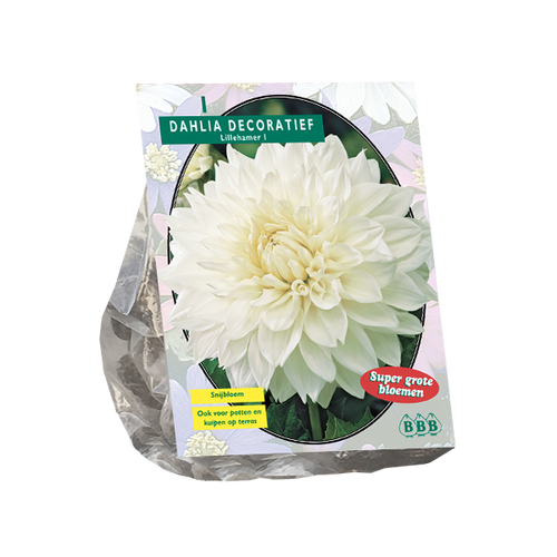Baltus Dahlia Decoratief Lillehammer per 1