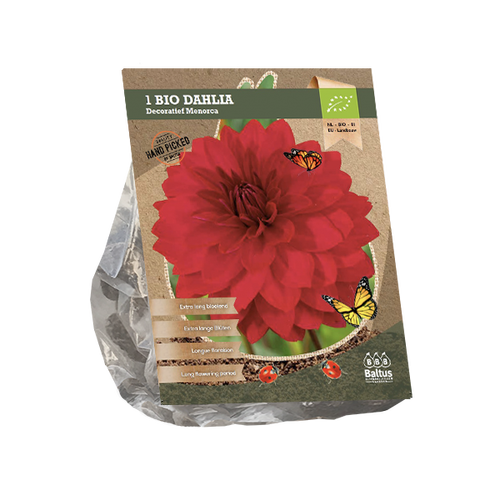 Baltus Dahlia Decoratief Menorca (Bio) per 1