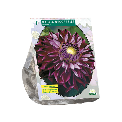 Baltus Dahlia Decoratief Osirium per 1