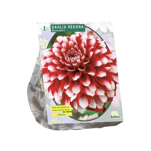 Baltus Dahlia Decoratief Rexona per 1