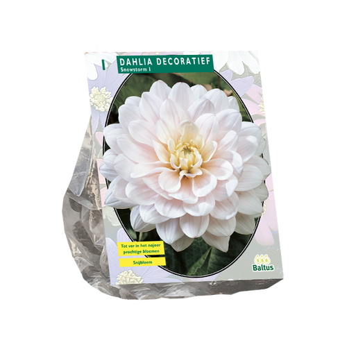 Baltus Dahlia Decoratief Snowstorm per 1