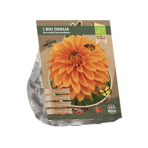 Baltus Dahlia Decoratief Summerflame (Bio) per 1