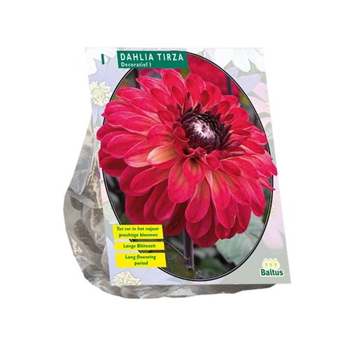 Baltus Dahlia Decoratief Tirza per 1