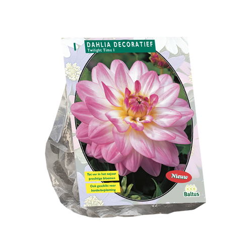 Baltus Dahlia Decoratief Twilight Time per 1