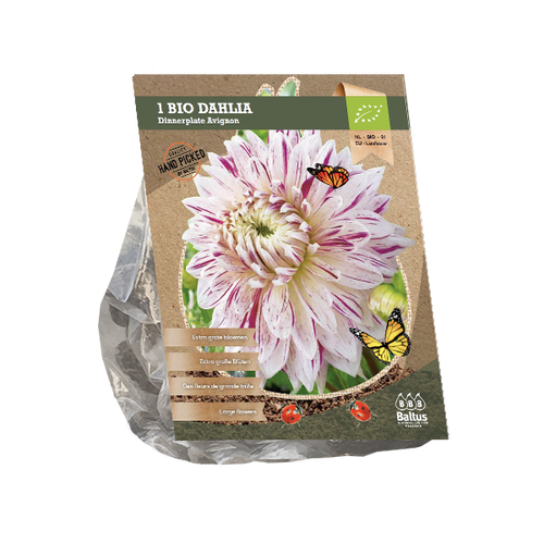 Baltus Dahlia Dinnerplate Avignon (Bio) per 1