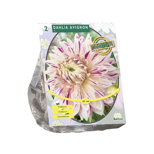Baltus Dahlia Dinnerplate Avignon per 2