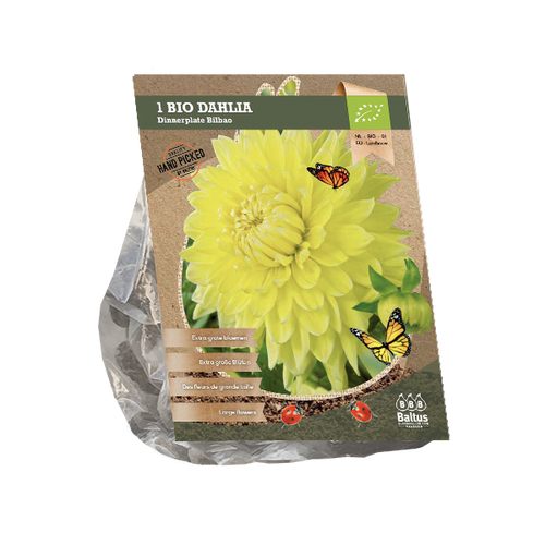 Baltus Dahlia Dinnerplate Bilbao (Bio) per 1