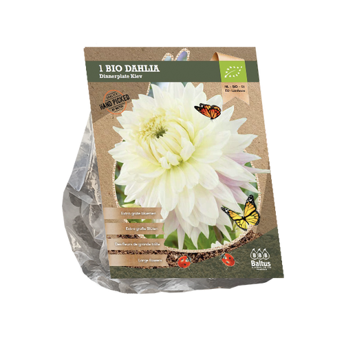 Baltus Dahlia Dinnerplate Kiev (Bio) per 1