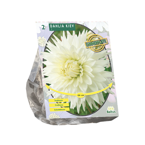 Baltus Dahlia Dinnerplate Kiev per 2