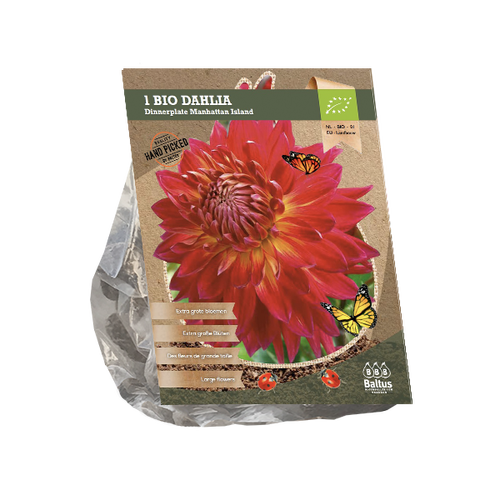 Baltus Dahlia Dinnerplate Manhattan Island (Bio) per 1
