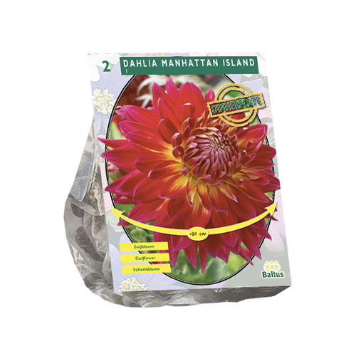Baltus Dahlia Dinnerplate Manhattan Island per 2
