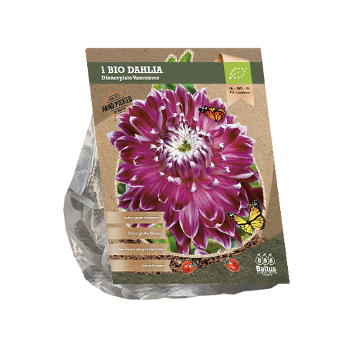 Baltus Dahlia Dinnerplate Vancouver (Bio) per 1
