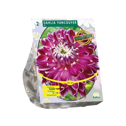 Baltus Dahlia Dinnerplate Vancouver per 2