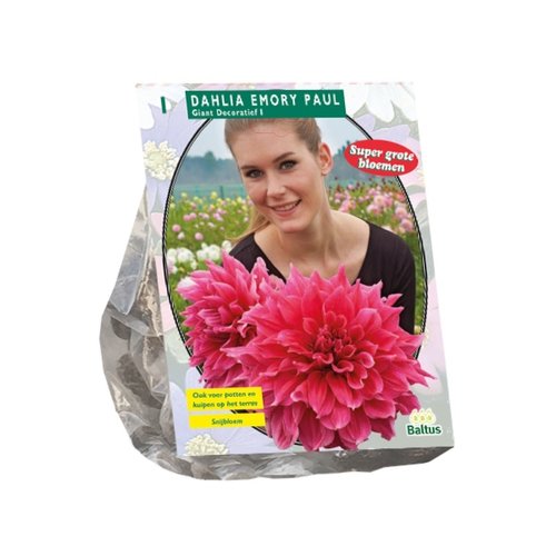 Baltus Dahlia Giant Decoratief Emory Paul (SUPER) per 1