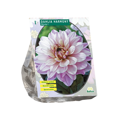 Baltus Dahlia Harmony per 1