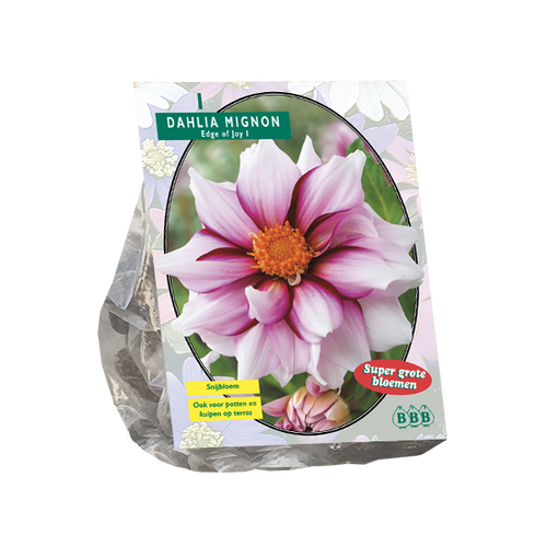 Baltus Dahlia Mignon Edge of joy per 1