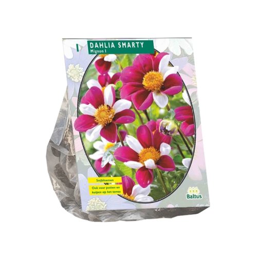 Baltus Dahlia Mignon Smarty per 1