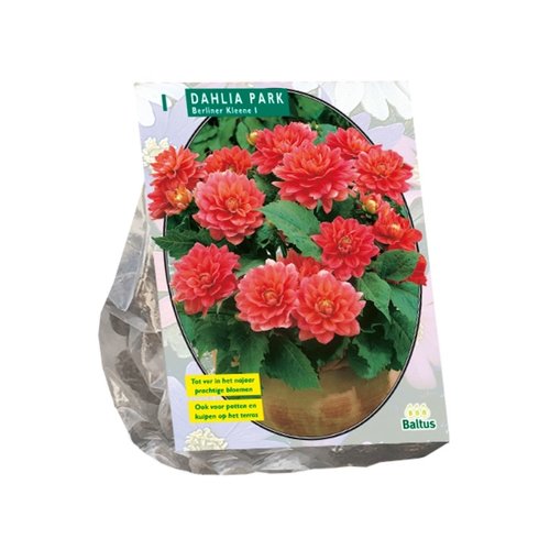 Baltus Dahlia Park Berliner Kleene per 1