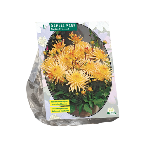 Baltus Dahlia Park Garden Princess per 1