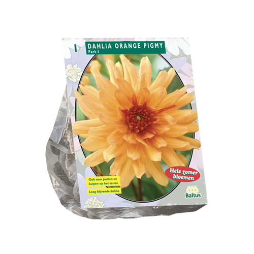 Baltus Dahlia Park Orange Pigmy per 1