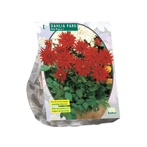 Baltus Dahlia Park Red Pigmy per 1