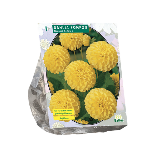 Baltus Dahlia Pompon Deepest Yellow per 1