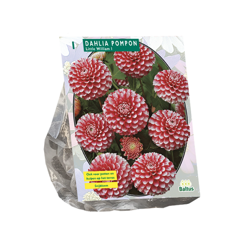 Baltus Dahlia Pompon Little William per 1
