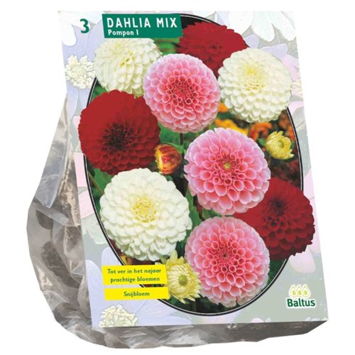 Baltus Dahlia Pompon Mix per 3