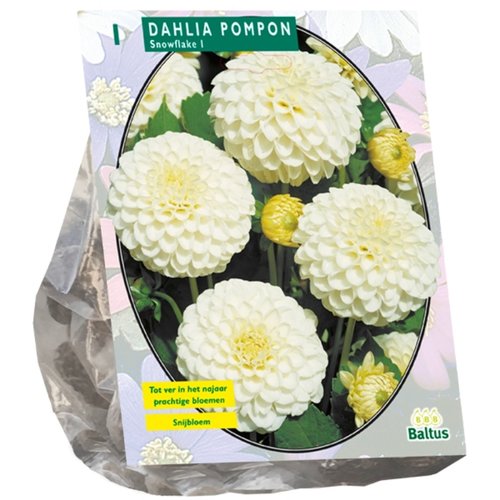 Baltus Dahlia Pompon Snowflake per 1