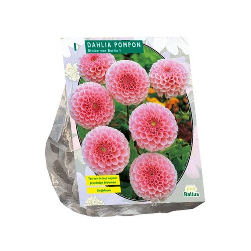 Baltus Dahlia Pompon Stolze von Berlin per 1