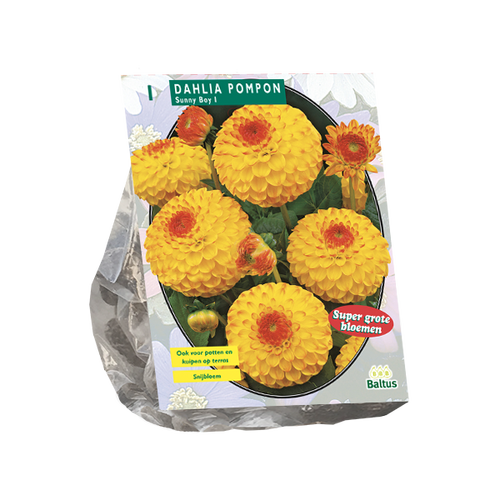 Baltus Dahlia Pompon Sunny Boy per 1