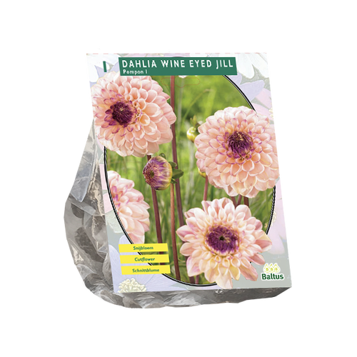 Baltus Dahlia Pompon Wine Eyed Jill per 1