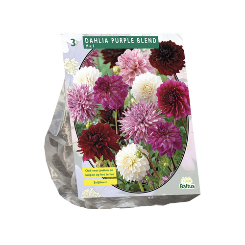 Dahlia Paarse Mix