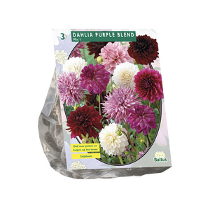 Dahlia Paarse Mix