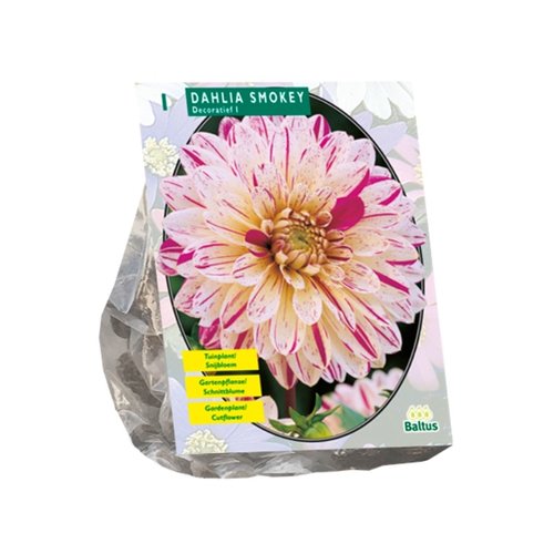 Baltus Dahlia Smokey per 1