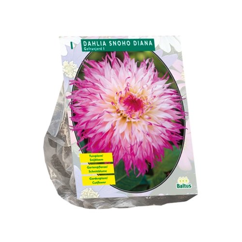 Baltus Dahlia Snoho Diana per 1