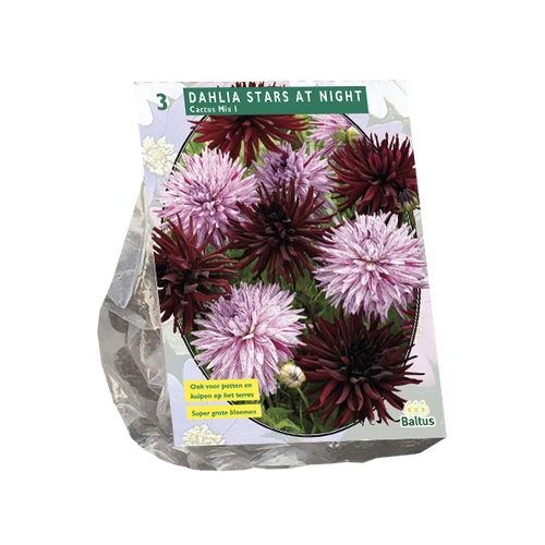 Baltus Dahlia Stars at Night per 3