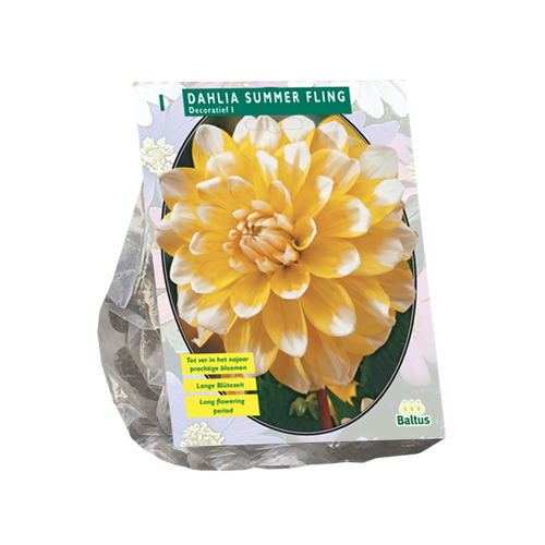 Baltus Dahlia Summer Fling per 1