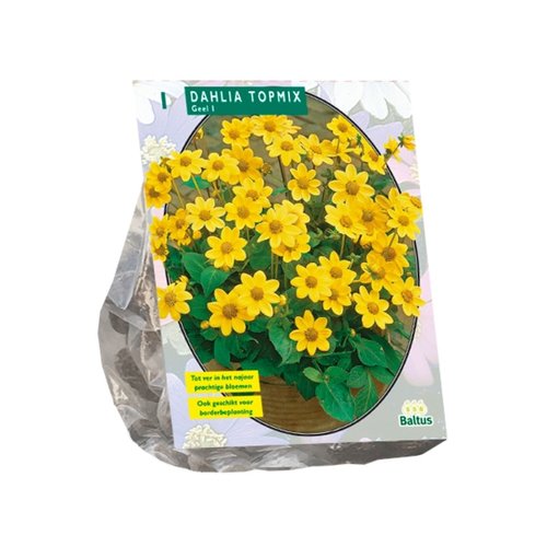 Baltus Dahlia Topmix, Geel per 1
