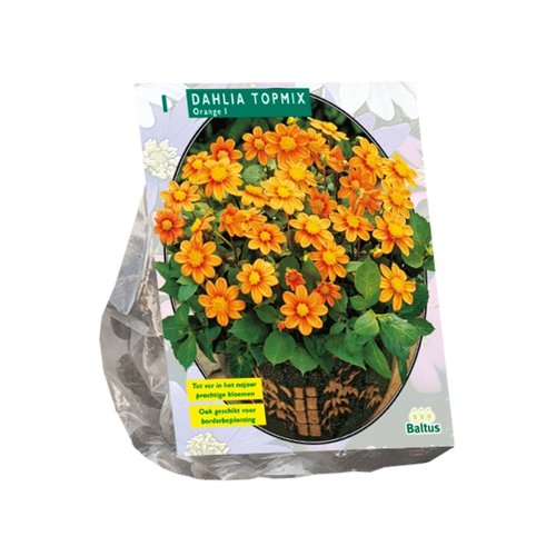 Baltus Dahlia Topmix, Oranje per 1