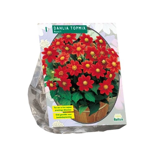 Baltus Dahlia Topmix, Rood per 1