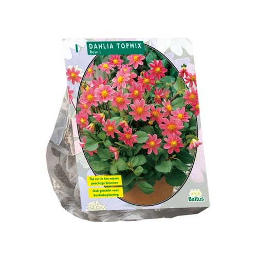 Baltus Dahlia Topmix, Roze per 1