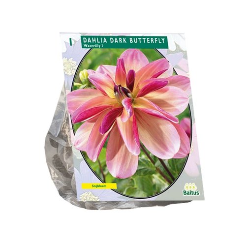 Baltus Dahlia Waterlily Dark Butterfly