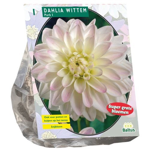 Baltus Dahlia Wittem per 1